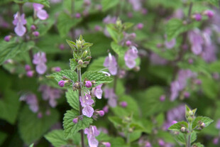 紫色小花与绿叶植物景观