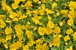 黄色花卉植物特写