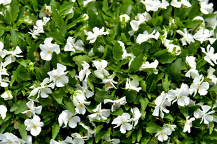 白色小花铺满绿色草地