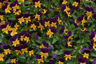 多彩三色堇绽放生机