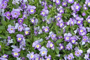 紫色三色堇花丛美景