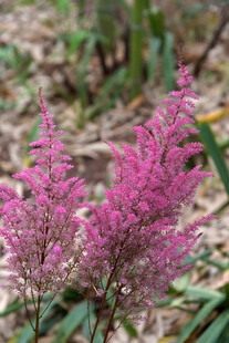 粉色穗状花卉绽放