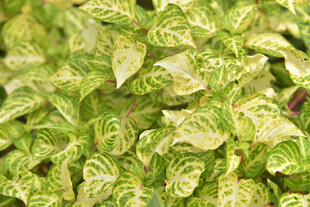 黄绿相间的斑斓叶片