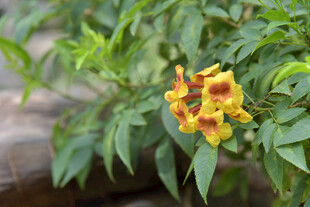 娇艳黄红相间花卉特写