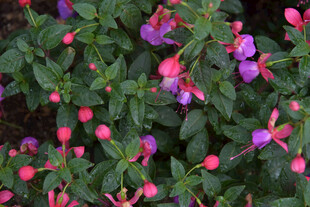 多彩花卉绽放生机