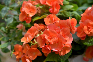 橙红绽放的娇艳花卉