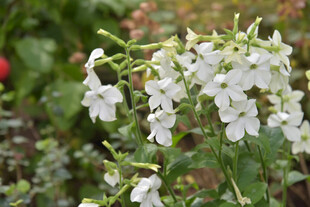 白色绽放的清新花卉花烟草