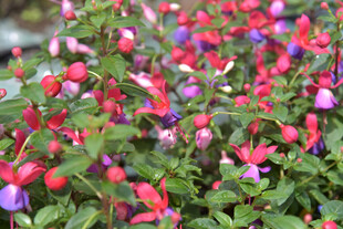 多彩倒挂金钟绽放美景