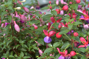 多彩花卉绽放生机