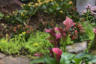 花园中绽放的多彩花卉