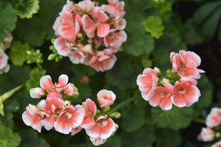 娇艳天竺葵绽放美丽