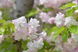 粉色繁花绽放枝头