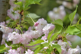 烂漫樱花绽放