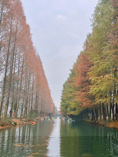 水上杉林秋色迷人