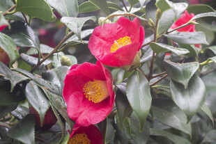 红色山茶花
