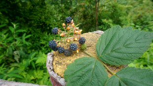 恩施绿叶间的紫蓝色果实