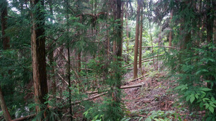 恩施茂密森林景象