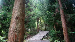 恩施林间漫步小径