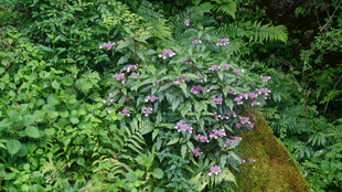 恩施绿叶丛中的紫色花卉