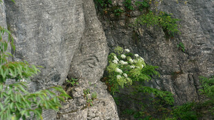 恩施岩石缝隙中的绿意生机