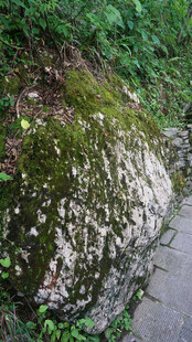 恩施长满苔藓的路边岩石