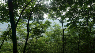 恩施林间绿意 阳光洒落的静谧