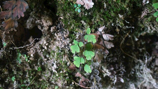 恩施林间三叶草