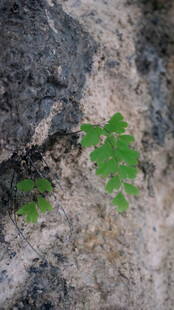恩施石缝中顽强生长的绿叶