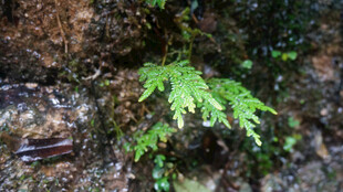 恩施岩石上的嫩绿蕨类植物