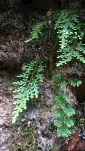 恩施林间翠绿蕨类植物