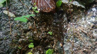 恩施岩石间生长的独特菌类