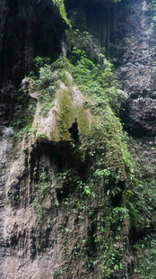 恩施崖壁上的翠绿植物景观