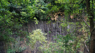 恩施郁郁葱葱的山林景观