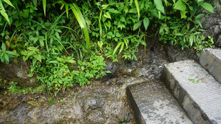 恩施石阶旁的潺潺溪流与绿植