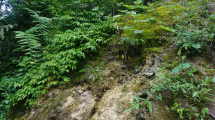 恩施山林间的繁茂植被景观