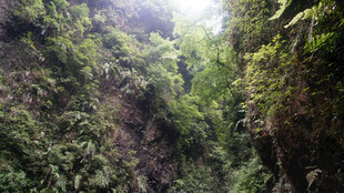 恩施峡谷绿意盎然的自然景致