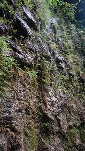 恩施陡峭岩壁上的绿色生机