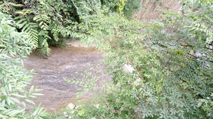 恩施林间蜿蜒的隐秘小溪