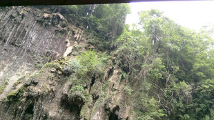 恩施陡峭山壁上的绿植景观