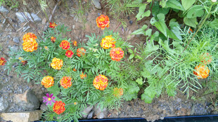 恩施花坛中的鲜艳万寿菊