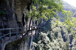 恩施悬崖栈道旁葱郁山林