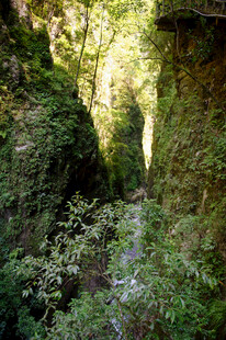 恩施山间幽径绿意盎然