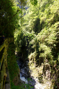 恩施山间溪流旁的葱郁绿意