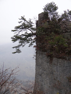 恩施悬崖孤树 尽显顽强生命力