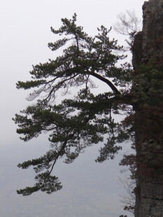 恩施悬崖边的孤松