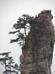 恩施孤峰上的劲松