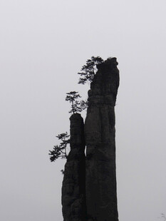 恩施高耸孤峰上的顽强树木