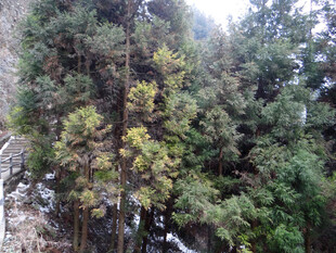 恩施山林中的茂密树木景观