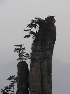 恩施奇峰上的挺拔松树