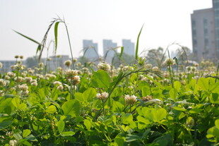 城市中绽放的清新野花
